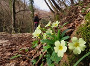 26 Il sentiero nel primo tratto pianeggiante è adornato da primule in fiore
